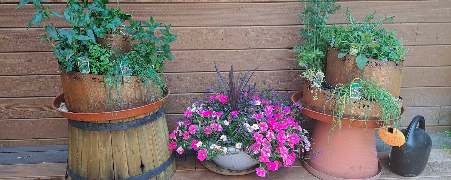 Planted herb spiral gardens with flower bowl