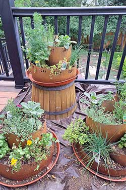 three just planted herb spiral gardens