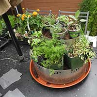 herb spiral with herbs ready to be planted